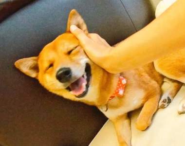 我要打十個《會打詠春的柴犬GARU》超高速出掌技巧快到肉眼都無法跟上惹