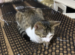 《防貓刺墊真的有用嗎》日本飼主直擊愛貓趴上去 是在刻意找碴還是因為很舒服? 《防貓刺墊真的有用嗎》日本飼主直擊愛貓趴上去 是在刻意找碴還是因為很舒服?