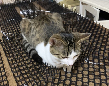 《防貓刺墊真的有用嗎》日本飼主直擊愛貓趴上去 是在刻意找碴還是因為很舒服？