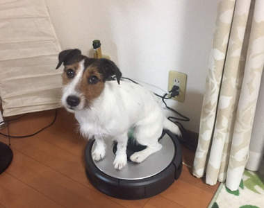 絕妙平衡感《能站在瑜珈球上的狗》每到吃飯時間都會踩著球跑過來