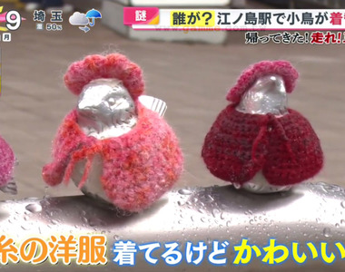 《江之島車站前的穿衣麻雀》老奶奶幫小鳥編織新衣 繼承好朋友的遺願讓牠們免於著涼