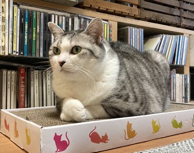 《長年受花粉症所苦的貓飼主》去醫院檢查才驚覺也對貓過敏 話雖如此還是忍不住想摸喵喵
