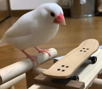 白文鳥 宅宅新聞 白文鳥 宅宅新聞