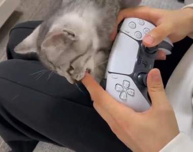 殘酷二選一《被貓貓吸還是玩PS5》你是主人你會選擇繼續玩還是放下手把呢？