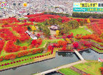 《日本地圖公司修圖炎上事件》分享北海道五稜郭不自然紅葉照 修圖修到害人誤解就是不對了? 《日本地圖公司修圖炎上事件》分享北海道五稜郭不自然紅葉照 修圖修到害人誤解就是不對了?