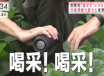 《奇葩的重金屬農業》搖滾樂迷給蔬菜聽重金屬搖滾樂 種出來的小松菜跟一般差多少? 《奇葩的重金屬農業》搖滾樂迷給蔬菜聽重金屬搖滾樂 種出來的小松菜跟一般差多少?