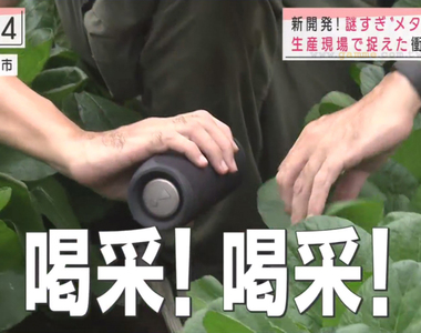《奇葩的重金屬農業》搖滾樂迷給蔬菜聽重金屬搖滾樂 種出來的小松菜跟一般差多少?