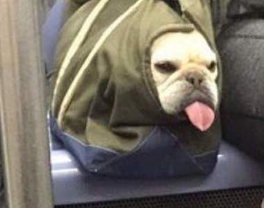 各種狗狗裝袋的IG《bagdogs》寵物不落地主人想出的奇招