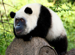 基因不能完成的都交給《Photoshop合成獸》藍星神秘動物你喜歡哪個? 基因不能完成的都交給《Photoshop合成獸》藍星神秘動物你喜歡哪個?