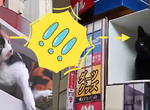 《新宿的巨大貓》變成黑貓〝黑科技〞還會飛出畫面?太恐怖〣。。。才怪❤ 《新宿的巨大貓》變成黑貓〝黑科技〞還會飛出畫面?太恐怖〣。。。才怪❤