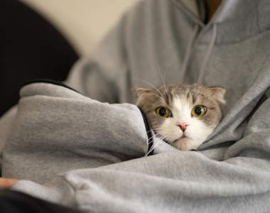 居家辦公神器《口袋帽T》讓你上班、打GAME不被妨礙，還可以摸貓摸到爽喔