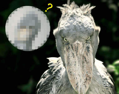 推友手做《羊毛氈鯨頭鸛》NG版作品怎麼看上去有點像榔頭?