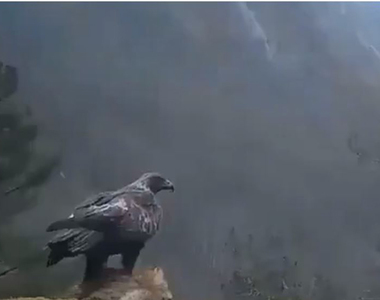 短短23秒《老鷹起飛的瞬間》網路影片，引發網友表示＂神聖的排泄物＂…