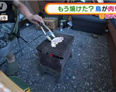 疫情下《一個人露營烤肉》的傻眼〝搶肉事件〞好像也不能向鳥鳥求償吧．．．