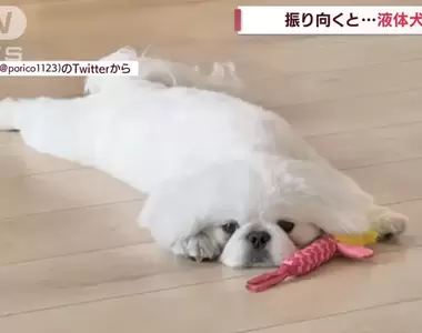 因天氣太熱而融化的《獅子狗》看來變成液體不是貓貓的專利唷