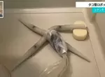 《章魚掃地機器人》蠕動的觸手異形替你打掃浴室 常泡澡的人肯定都想要一隻 《章魚掃地機器人》蠕動的觸手異形替你打掃浴室 常泡澡的人肯定都想要一隻