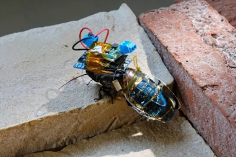 真實版蟻人？《遙控昆蟲》背上太陽能背包後變身超級英雄