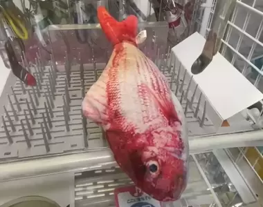 《自己掉進洞裡的娃娃機奇景》這肯定就是人品大爆發了吧?