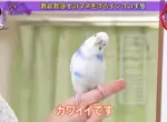 《能模仿救護人員的鸚鵡》所有急救過程倒背如流,但主人倒底卻見死不救XD 《能模仿救護人員的鸚鵡》所有急救過程倒背如流,但主人倒底卻見死不救XD