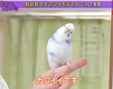 《能模仿救護人員的鸚鵡》所有急救過程倒背如流,但主人倒底卻見死不救XD