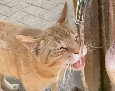 《公園的流浪貓跑來找人類對話》跟我走~哥哥帶你找水水喝