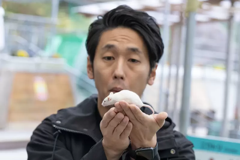 拍攝者不救？《老鼠捕食鴿子影片》也許人類毀滅後老鼠依然能活得很好？