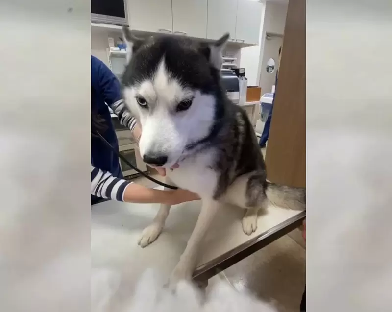 在看診檯上《嚇到發抖的哈士奇》狗狗表示：我當時害怕極了