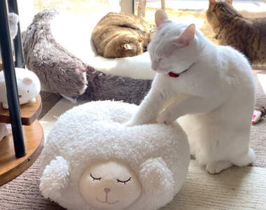 可愛影片《對著羊坐墊練習按摩的白貓》等喵星人練出師將來開店肯定爆滿