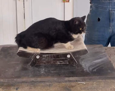 手工耿Handy Geng製作《鋼鐵貓抓板》物理防禦100%，這個還能坐斷算我輸