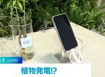 《日本植物發電實驗》替植物澆水還能順便幫手機充電?這個綠能真的有夠綠 《日本植物發電實驗》替植物澆水還能順便幫手機充電?這個綠能真的有夠綠