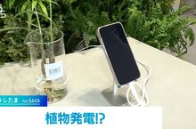 《日本植物發電實驗》替植物澆水還能順便幫手機充電？這個綠能真的有夠綠