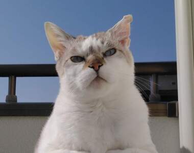 網友分享《防止貓咪爬上冷氣對策》人類做了很多嘗試但往往都是做白工