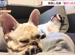奇蹟的同步《一起打哈欠的法鬥犬》看著看著我也打了一個哈欠XD 奇蹟的同步《一起打哈欠的法鬥犬》看著看著我也打了一個哈欠XD