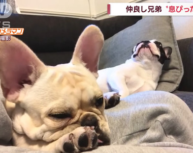 奇蹟的同步《一起打哈欠的法鬥犬》看著看著我也打了一個哈欠XD