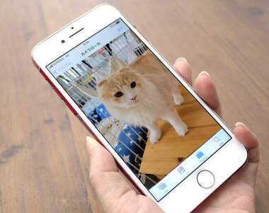 網友分享《滿滿貓照片的老公手機》其實他...原本是個狗狗愛好者