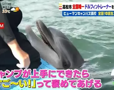 《學當海豚訓練師的高中》日本唯一的超特別科系 學生實習的時候有一件事最苦惱……