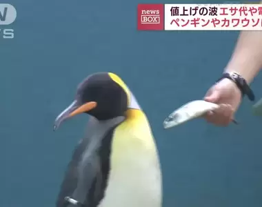 《企鵝挑食不吃便宜的魚》物價上漲也影響水族館動物 飼育員努力勸牠們張嘴超辛苦