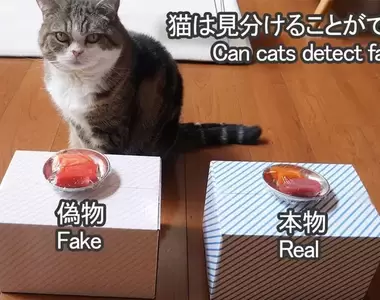 實驗《貓貓是否能分辨假的食物》真的生魚片VS假的生魚片，感覺這個答案呼之欲出喔(笑)