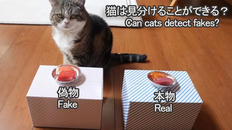 實驗《貓貓是否能分辨假的食物》真的生魚片VS假的生魚片,感覺這個答案呼之欲出喔(笑) 實驗《貓貓是否能分辨假的食物》真的生魚片VS假的生魚片,感覺這個答案呼之欲出喔(笑)