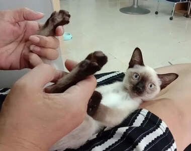 《幫貓腳底按摩會怎樣?》搞不清楚狀況的貓貓還會下意識的甩頭吐舌頭