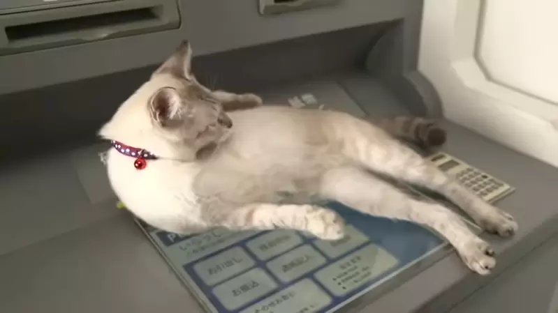 《日本話題防詐宣導影片》讓貓出現就能吸引目光？顧著看貓都不知道在宣導什麼了