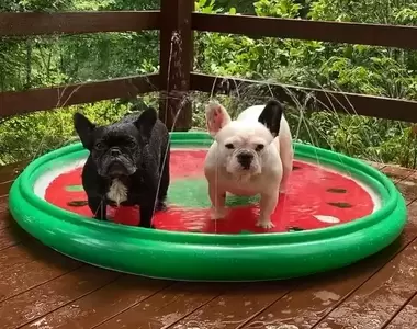 影片突破485萬人次觀看《兩隻不擅長待在泳池裡的法鬥》一動也不動的模樣讓網友笑爆