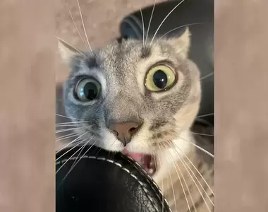 網友分享《各種看不懂的貓貓奇怪行為》以為我再也拍不到好笑的照片,但我家貓總是能證明我錯了