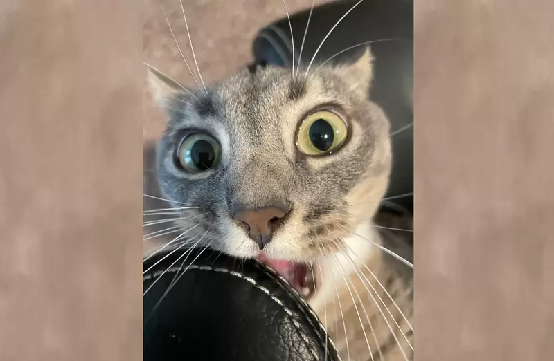 網友分享《各種看不懂的貓貓奇怪行為》以為我再也拍不到好笑的照片,但我家貓總是能證明我錯了 網友分享《各種看不懂的貓貓奇怪行為》以為我再也拍不到好笑的照片,但我家貓總是能證明我錯了