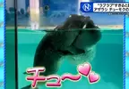 《超愛擁吻的海豹》日本水族館超可愛海豹秀爆紅 牠們喜歡親親的理由是……