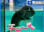 《超愛擁吻的海豹》日本水族館超可愛海豹秀爆紅 牠們喜歡親親的理由是…… 《超愛擁吻的海豹》日本水族館超可愛海豹秀爆紅 牠們喜歡親親的理由是……
