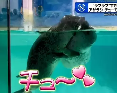 《超愛擁吻的海豹》日本水族館超可愛海豹秀爆紅 牠們喜歡親親的理由是……