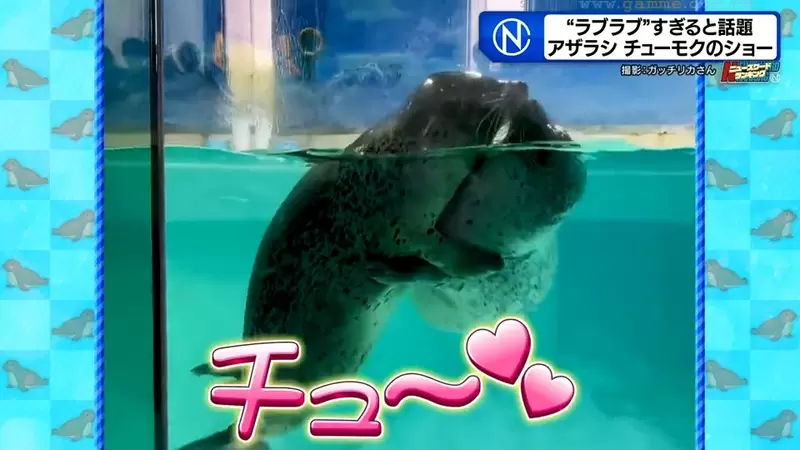 《超愛擁吻的海豹》日本水族館超可愛海豹秀爆紅 牠們喜歡親親的理由是…… 《超愛擁吻的海豹》日本水族館超可愛海豹秀爆紅 牠們喜歡親親的理由是……
