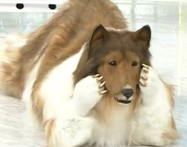 《想要當動物的男人》日本網友砸百萬訂製狗布偶裝 超逼真模樣難以置信裡面躲著人