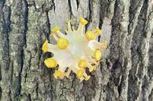 網友分享《終極看錯畫面》這蘑菇是不是有點像新冠肺炎的細菌啊？